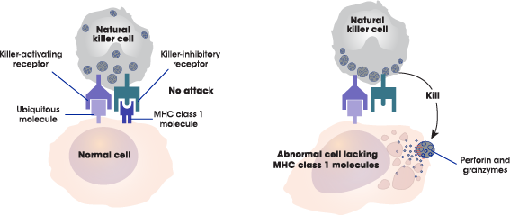 Illustration depicting the various functions of NK cells, including their ability to detect cytokines released by pathogen-infected cells or malignantly transformed cells, followed by cell-mediated cytotoxicity, production of chemokines and cytokines, modulation of the functions of other immune cells, and eventually leading to the lysis of infected cells and malignant cells.