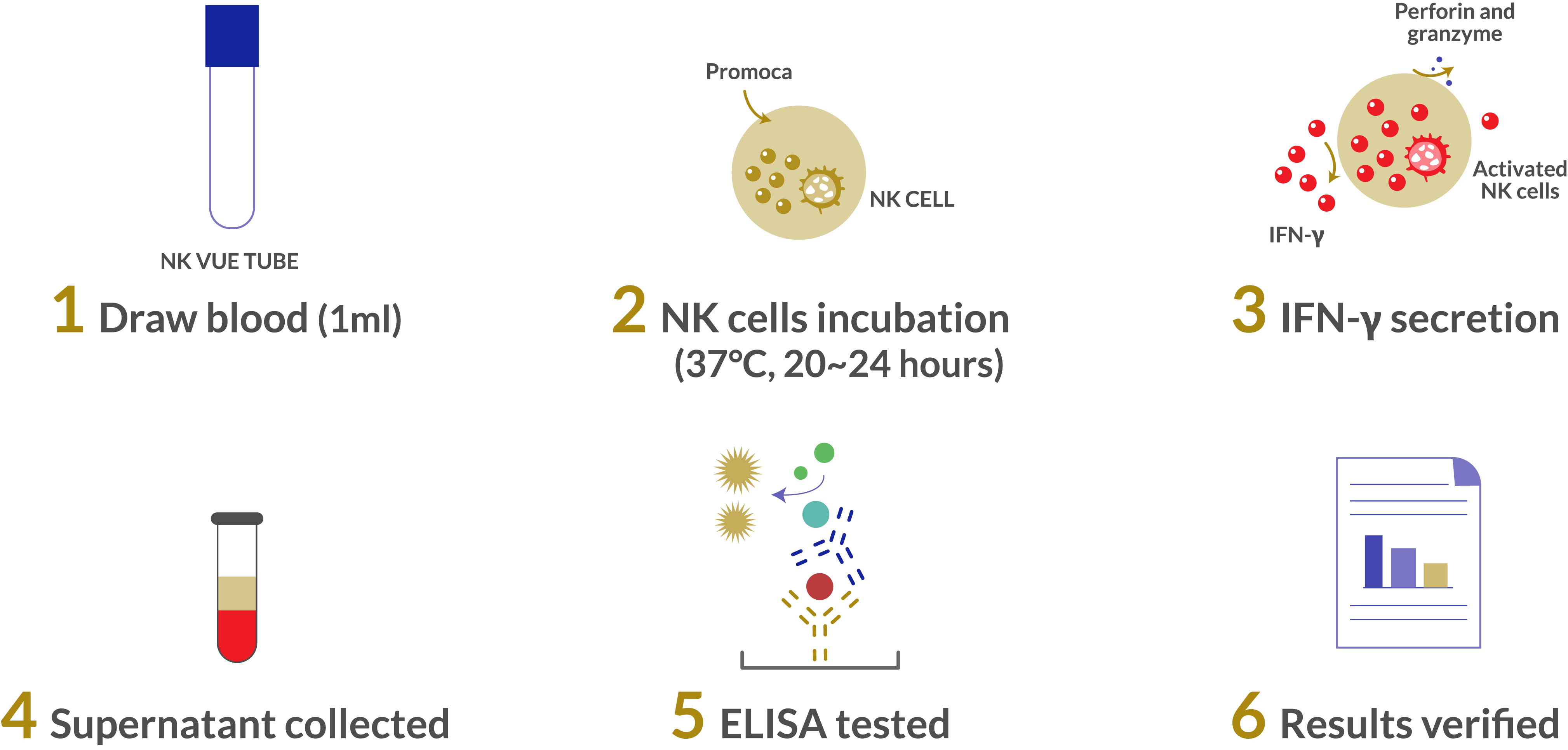 Illustration demonstrating the measurement of NK cell activity level through a conventional parameter. The measurement assesses the immune level by quantifying the concentration of IFN-ɣ released by activated NK cells in 1 ml of blood sample.