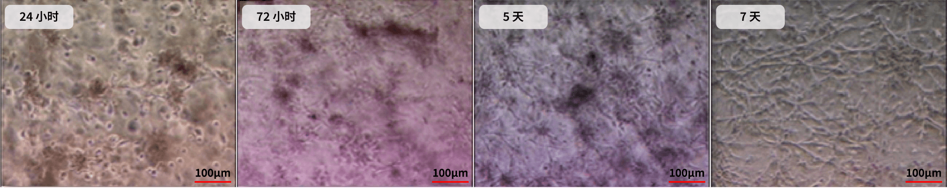 插图展示了干细胞的血管生成特性，帮助修复和再生血管，从而恢复血液循环系统的功能。