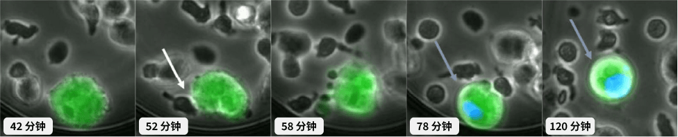 NK细胞与病毒感染细胞的相互作用示意图, 帮助免疫系统对抗病毒感染